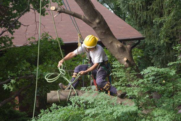 Best Tree Risk Assessment  in Millers Creek, NC