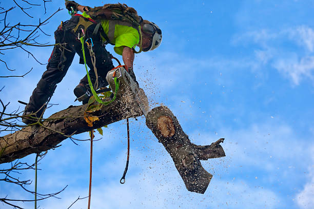  Millers Creek, NC Tree Care Pros