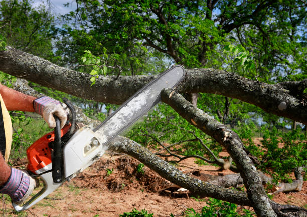 Best Seasonal Cleanup (Spring/Fall)  in Millers Creek, NC
